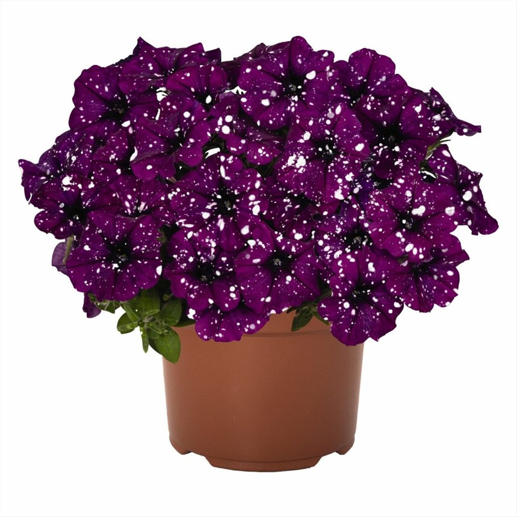 Петуния Petunia Galaxy Lilac 128