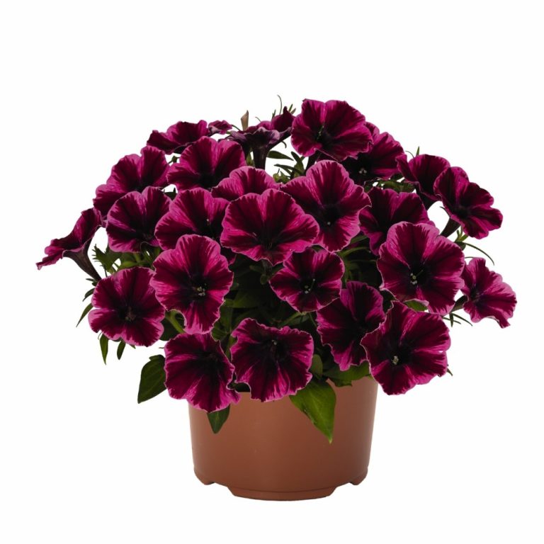 Петуния Sweetunia Burgundy Gem