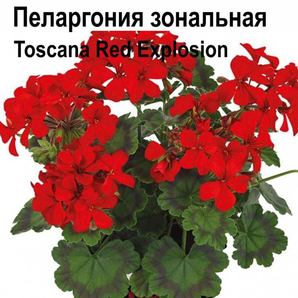 Toscana пеларгония зональная Red