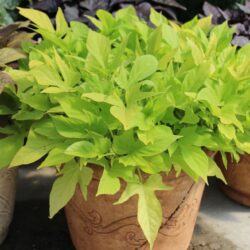 Ipomoea Bright Ideas Lime