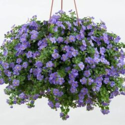 Bacopa Scopia Gulliver Blue