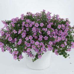Bacopa Scopia Gulliver Pink
