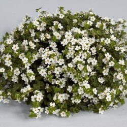 Bacopa Scopia Gulliver White Imp