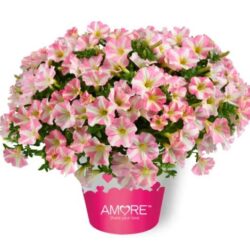 Petunia Amore Princess Pink