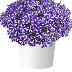 Petunia Blue Diamond