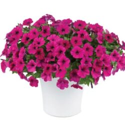 Petunia Capella Burgundy