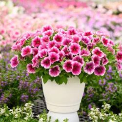 Petunia Capella Fuchsla Lace