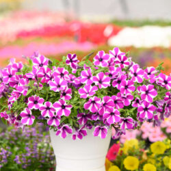 Petunia Capella Mangenta Diamond