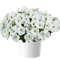 Petunia Capella White Imp