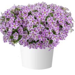 Petunia Cascadias Lilac Frost