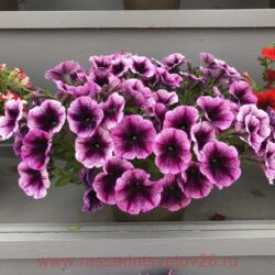 Petunia Cascadias Purple Ice