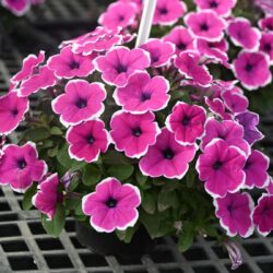 Petunia Cascadias Rim Cherry Imp