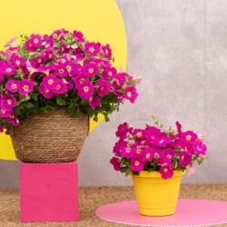 Petunia Cascadias Rose