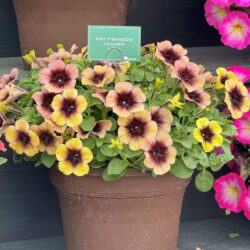Petunia Ray Shadow