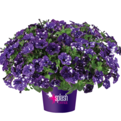 Petunia Splash Dance Bolero Blue