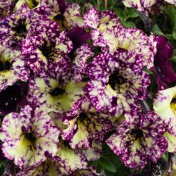 Petunia Splash Dance Magenta Mambo