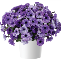 Petunia Splash Dance Moon Walk