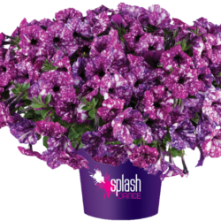 Petunia Splash Dance Purple Polka