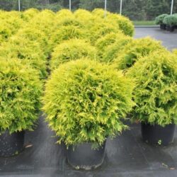 Туя западная Globosa Aurea