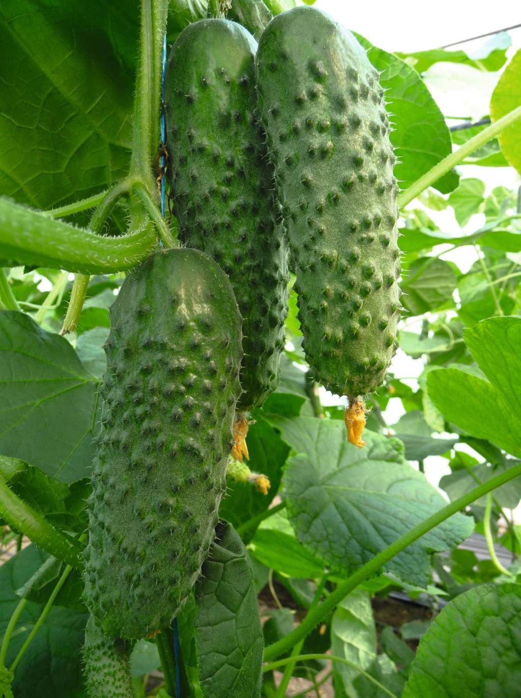 Артист F1 — изображение 5