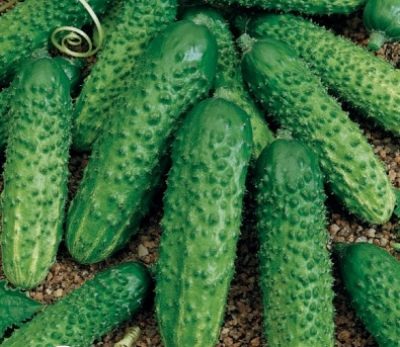 Артист F1 — изображение 3