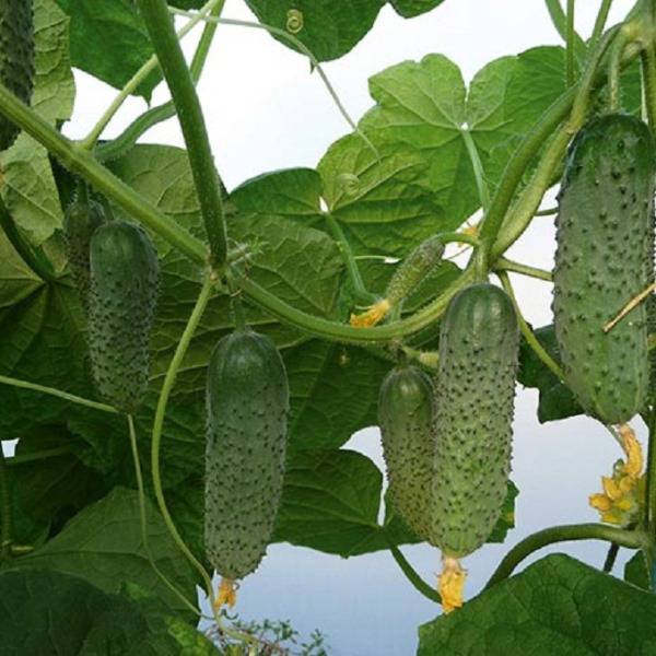 Артист F1 — изображение 2