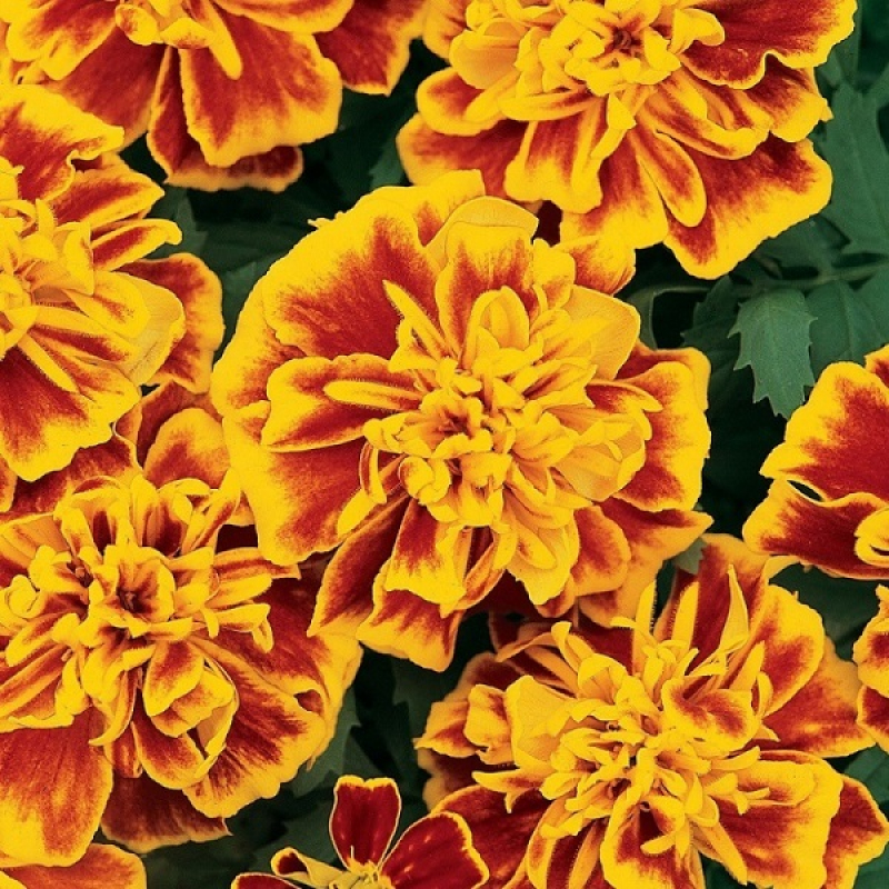 Бархатцы отклоненные Бонанза Би — изображение 2