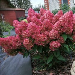 Гортензия метельчатая Petite Flori