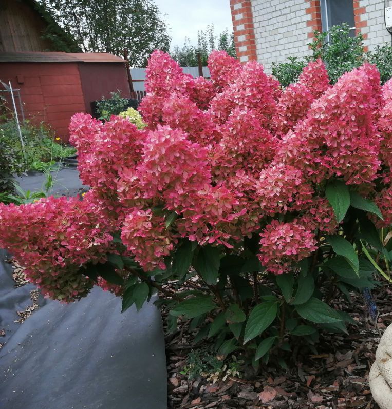 Гортензия метельчатая Petite Flori