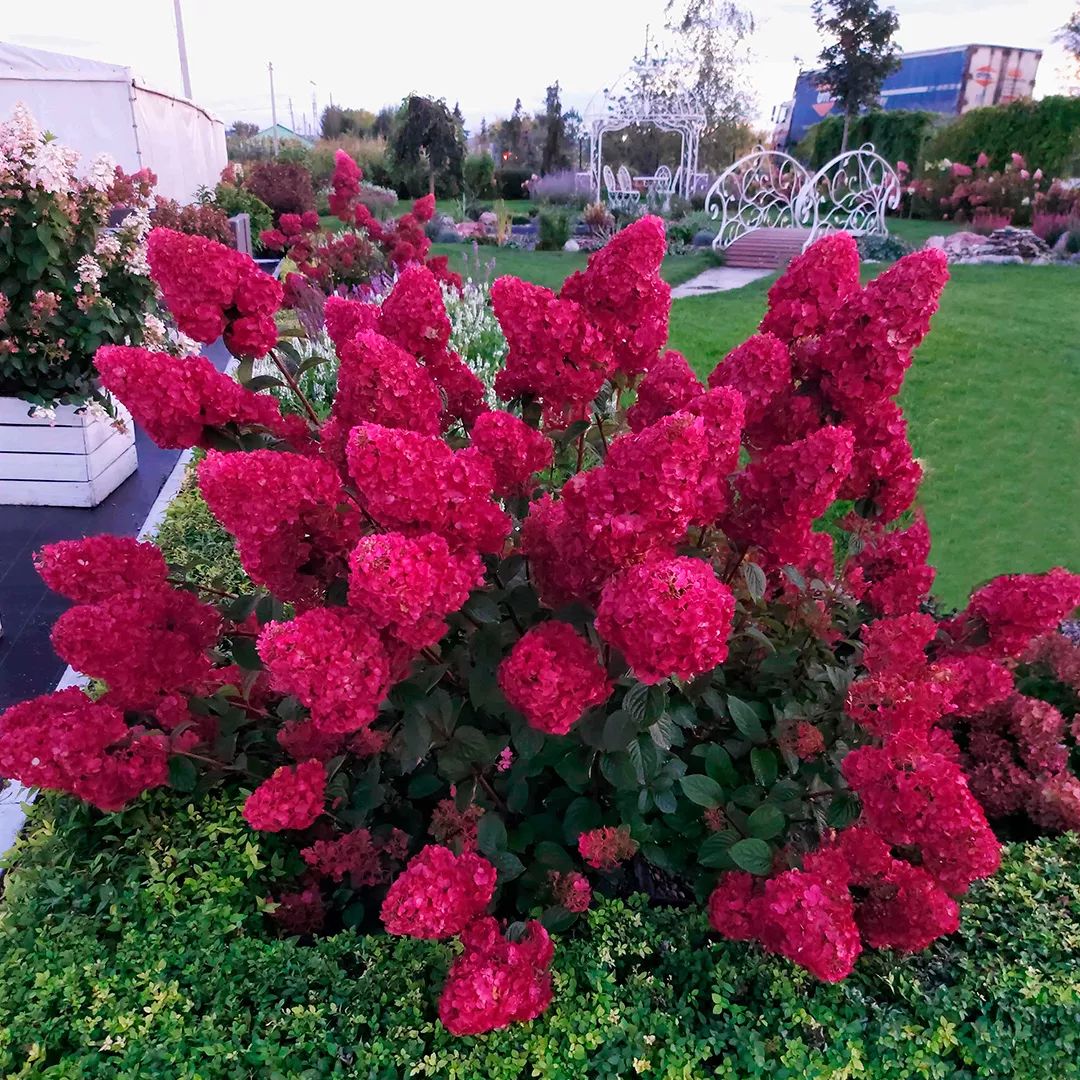 Гортензия метельчатая Самарская Лидия