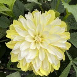 Dahlia variabilis - Cherie Lemon