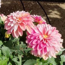 Dahlia variabilis - Cherie Peach