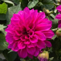 Dahlia variabilis - Cherie Purple