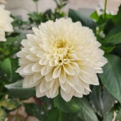 Dahlia variabilis - Cherie White
