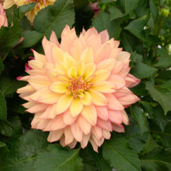Dahlia variabilis - Darlin Radiant Peach