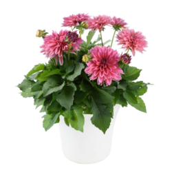 Dahlia variabilis - Darlin Salmon