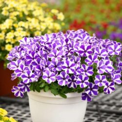 Petunia hybrida - Blue Diamond