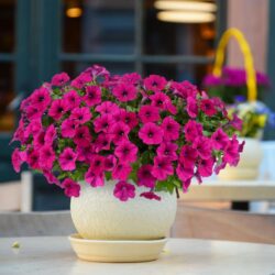 Petunia hybrida - Capella Burgundy
