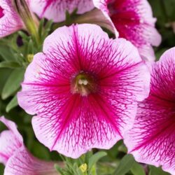 Petunia hybrida - Capella Fuchsia Lace