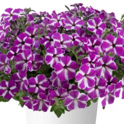 Petunia hybrida - Cascadias Fuchsia Gem