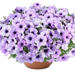 Petunia hybrida - Cascadias Lavender Ice