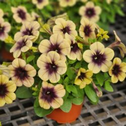 Petunia hybrida - Ray Shadow